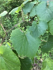 Vitis cinerea cinerea