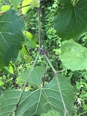 Vitis cinerea cinerea