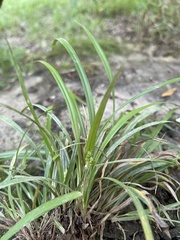 Carex abscondita