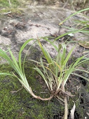 Carex abscondita
