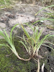 Carex abscondita