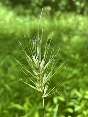 Elymus glabriflorus