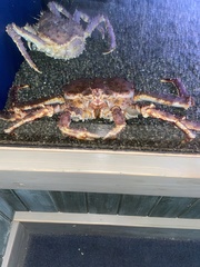 Paralithodes camtschaticus