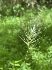 Elymus glabriflorus