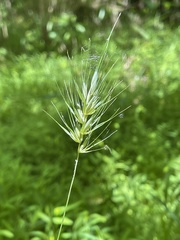 Elymus glabriflorus
