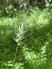 Elymus glabriflorus