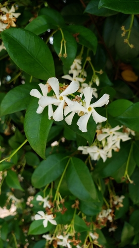 Trachelospermum jasminoides image