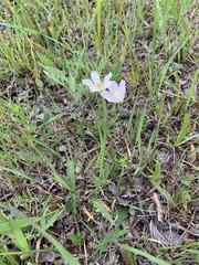 Callirhoe alcaeoides