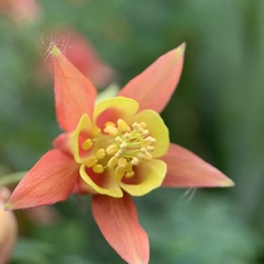 Aquilegia canadensis