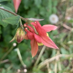 Aquilegia canadensis