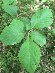Crataegus calpodendron