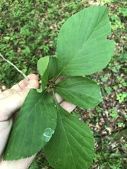 Crataegus calpodendron