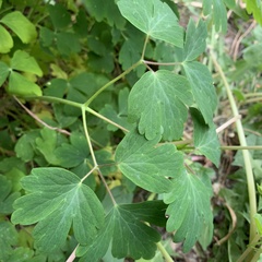 Aquilegia canadensis