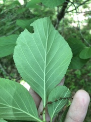 Crataegus calpodendron