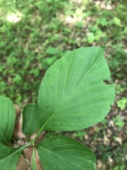 Crataegus calpodendron