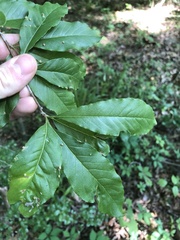 Sideroxylon lycioides
