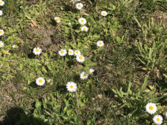Bellis perennis