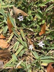 Richardia grandiflora