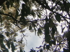 Cordia alliodora