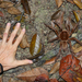 Goliath Tarantulas - Photo (c) Cameron Rutt, some rights reserved (CC BY-NC), uploaded by Cameron Rutt