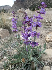Penstemon pachyphyllus