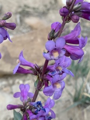Penstemon pachyphyllus