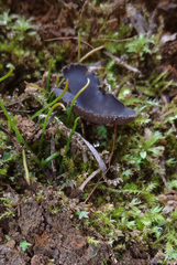 Helvella rivularis