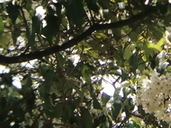 Cordia alliodora