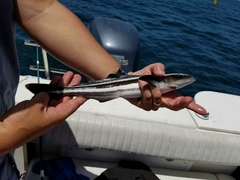 Rachycentron canadum