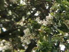 Cordia alliodora