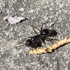 Camponotus laevissimus