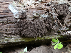 Symphytocarpus impexus