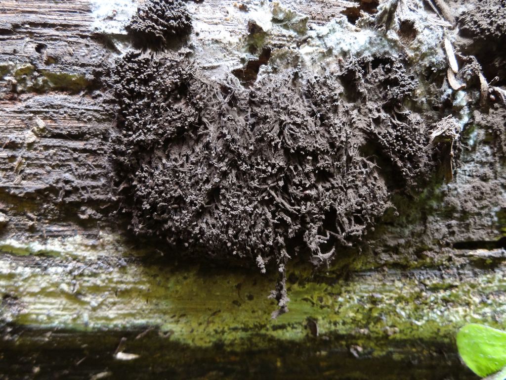 Symphytocarpus impexus