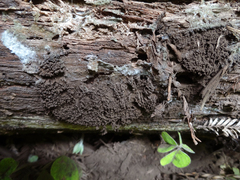 Symphytocarpus impexus