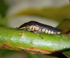 Pseudophera