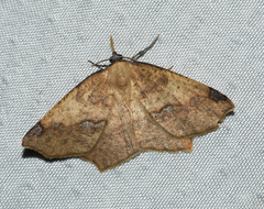 Antepione thisoaria