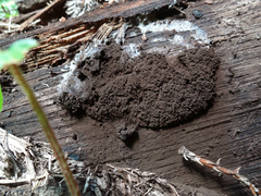 Symphytocarpus amaurochaetoides