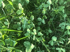 Trifolium dubium