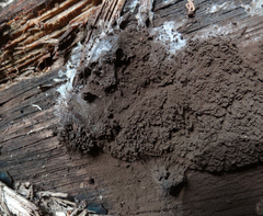 Symphytocarpus amaurochaetoides