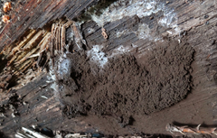 Symphytocarpus amaurochaetoides