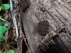 Symphytocarpus amaurochaetoides