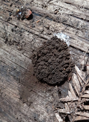 Symphytocarpus amaurochaetoides