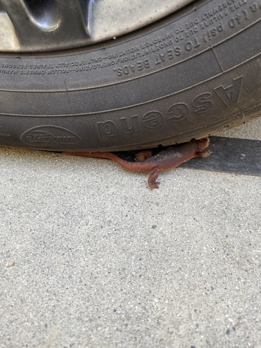 iNaturalist observation photo of Sierra Newt