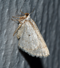 Lomographa glomeraria