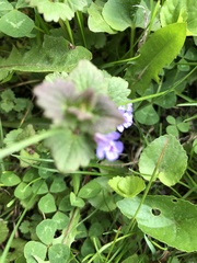 Glechoma hederacea