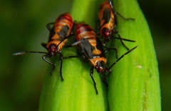 Oncopeltus cingulifer