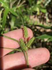 Carex caroliniana