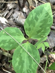 Trillium recurvatum