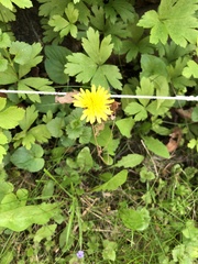 Taraxacum officinale