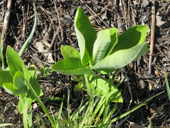 Asclepias amplexicaulis